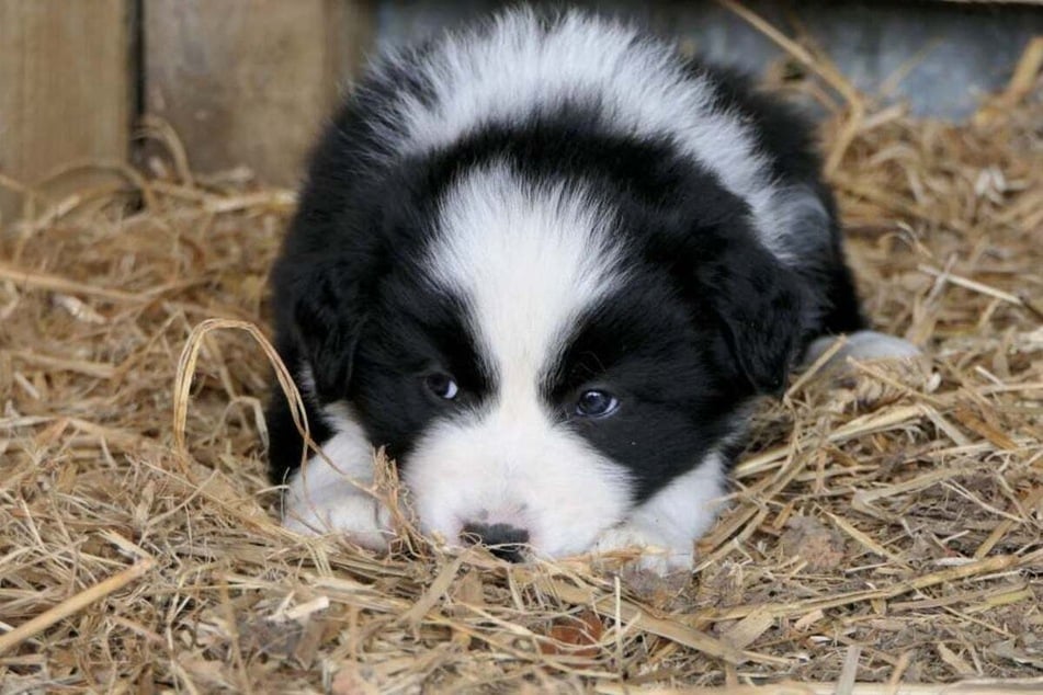 Your darling doggo doesn't need to go vegan - just give it what it needs.