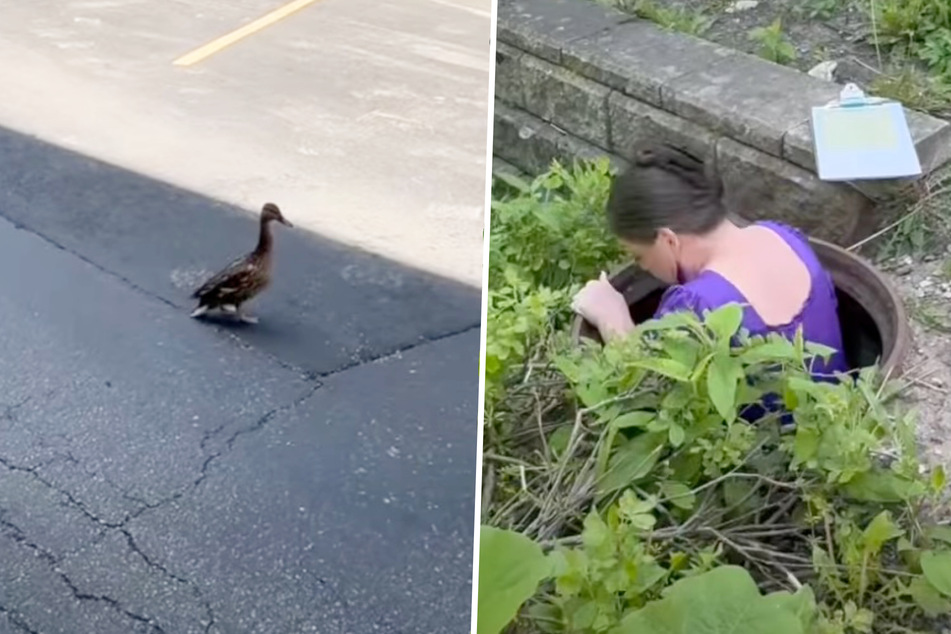 A wild duck kept coming up to Lisa Plassman from behind, looking desperate. The woman finally realizes what the animal was trying to say: "Help!"