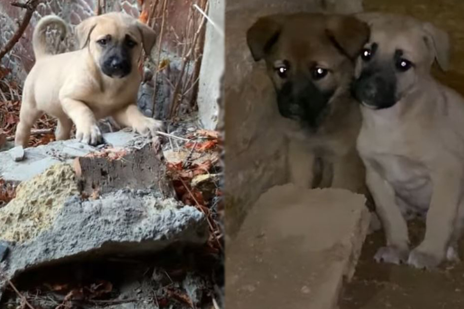 Puppies hide in fear after seeing what happened to their mother