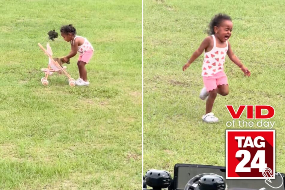 This little girl was just outside giving her puppy a stroller ride when a bird decided she was the ride!