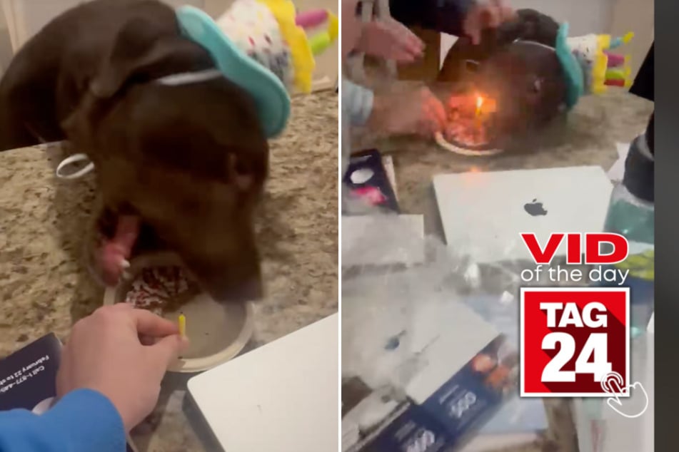 Viral Video of the Day for March 2, 2025: Dog almost ruins his birthday with hot candle!