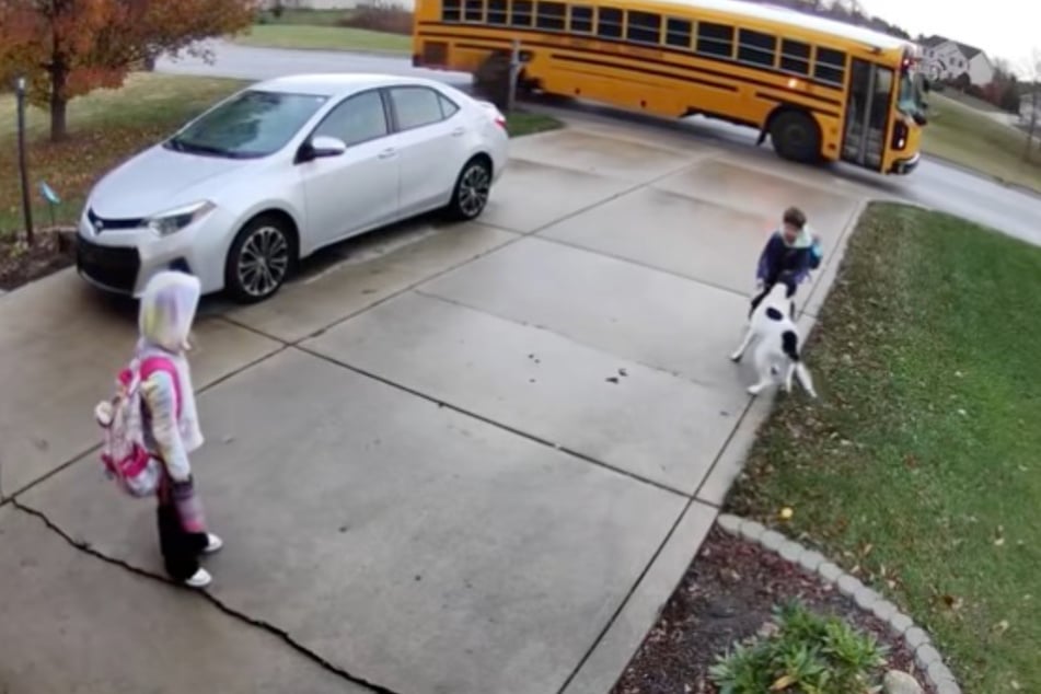 While the girl stands on the sidelines, her brother is greeted enthusiastically by Maisy.