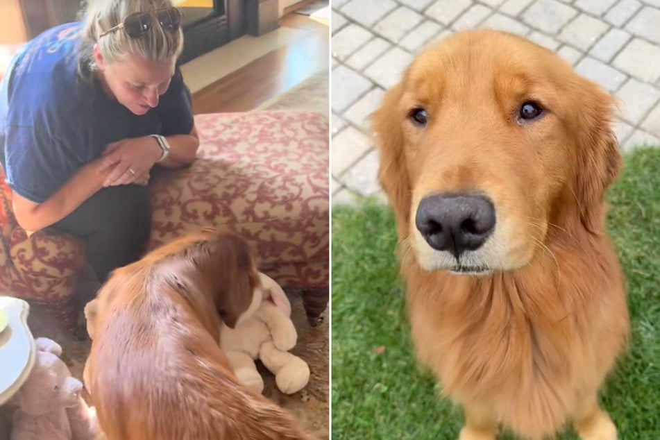 Dog broke his little paw – luckily, Grandma has the perfect remedy!