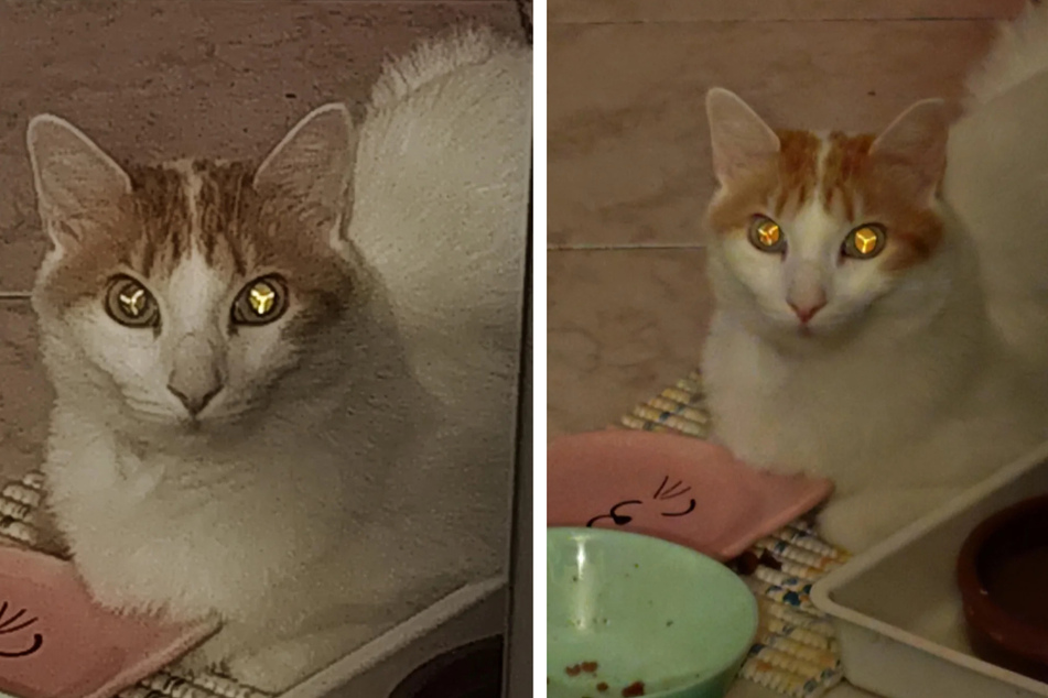 Cat owner snaps casual pic of his pet, but then he notices sinister detail: "could be dangerous to society"