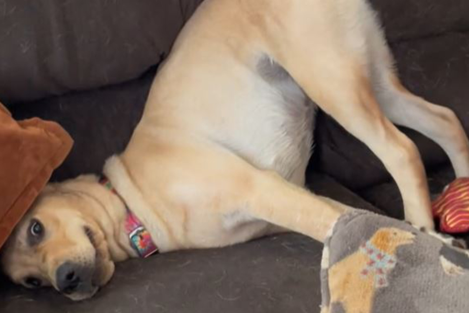 Lucy the dog is enjoying her life to the fullest.
