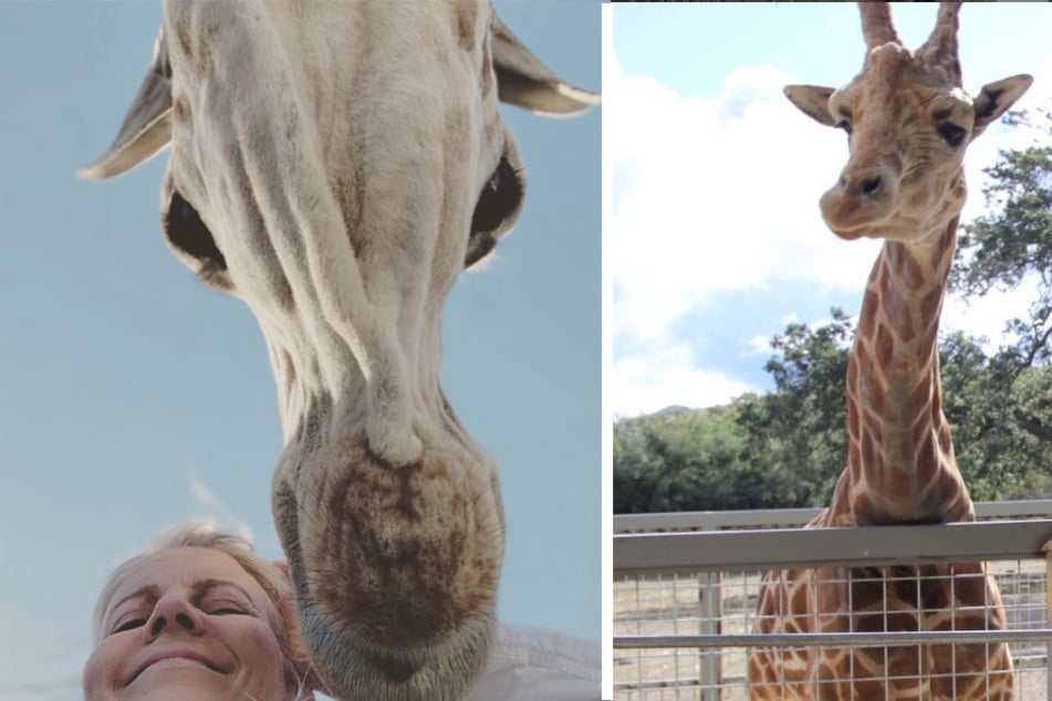 Stanley the giraffe, star of The Hangover III, is being "seized" as part of criminal case