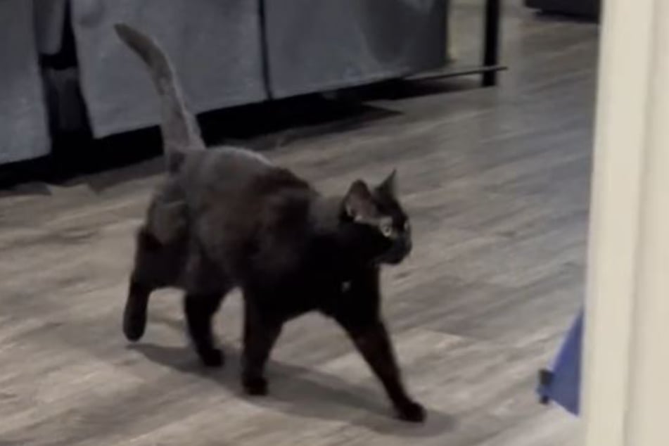 As soon as Karma sees her owner, the cat's body language changes and she Immediately runs to her.