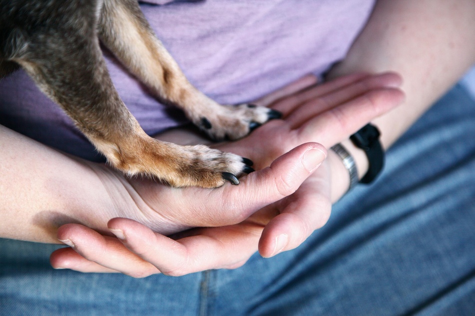 Regular inspection and care of the dog's paws prevents licking and contributes to the health of the animal.