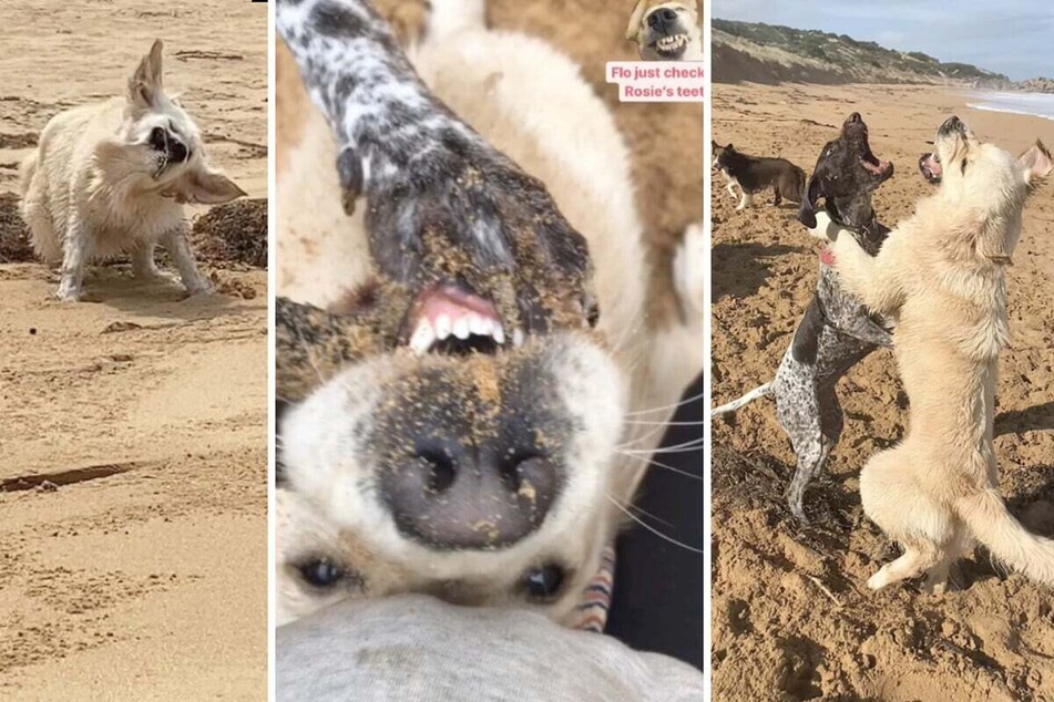 The caretakers photographed the dog in what were probably the most un-aesthetic moments of all!