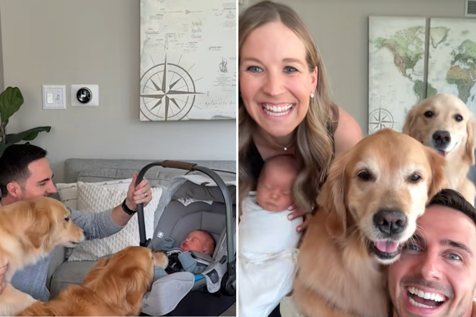 Golden retrievers can't get enough of their new baby human in adorable montage