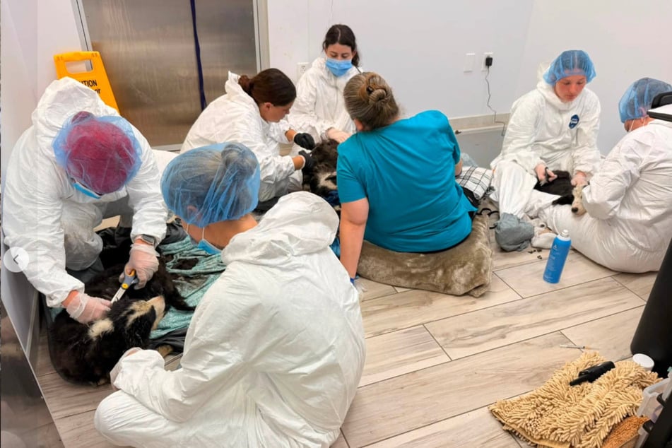 Vets and rescuers had to wear protective gear while caring for the dogs.