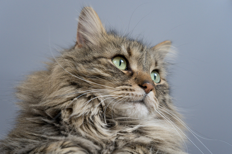 Behold, the mighty lion of Maine.