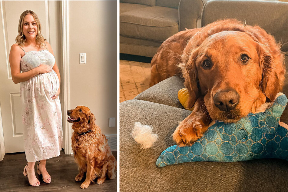 Golden retriever lights up the internet as he awaits new human sibling