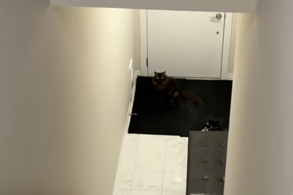Well camouflaged on a doormat, the cat owner finally discovered her pet.