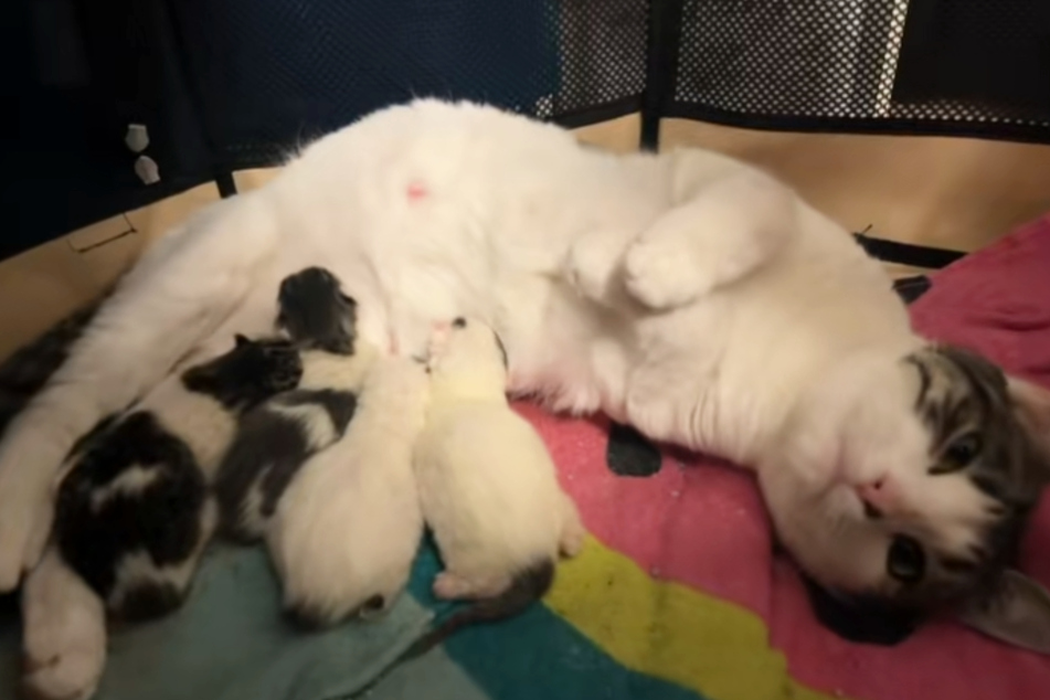 Bear the cat gave birth to her kittens a few weeks later.