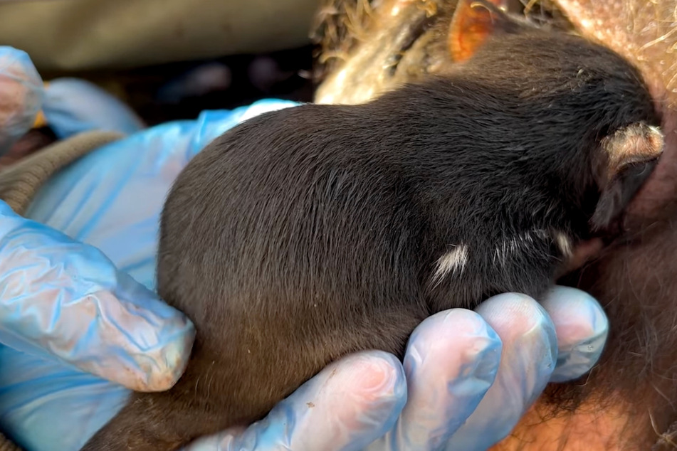This is Milo the 500th Joey born in the animal sanctuary.