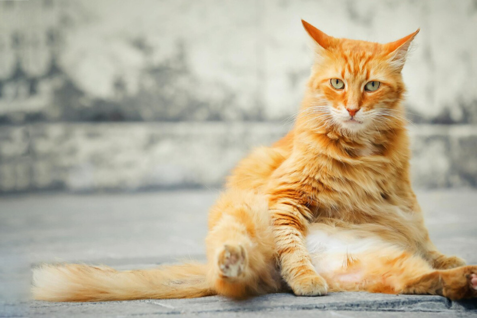 Why does my cat have a saggy belly? All about a cat's primordial pouch