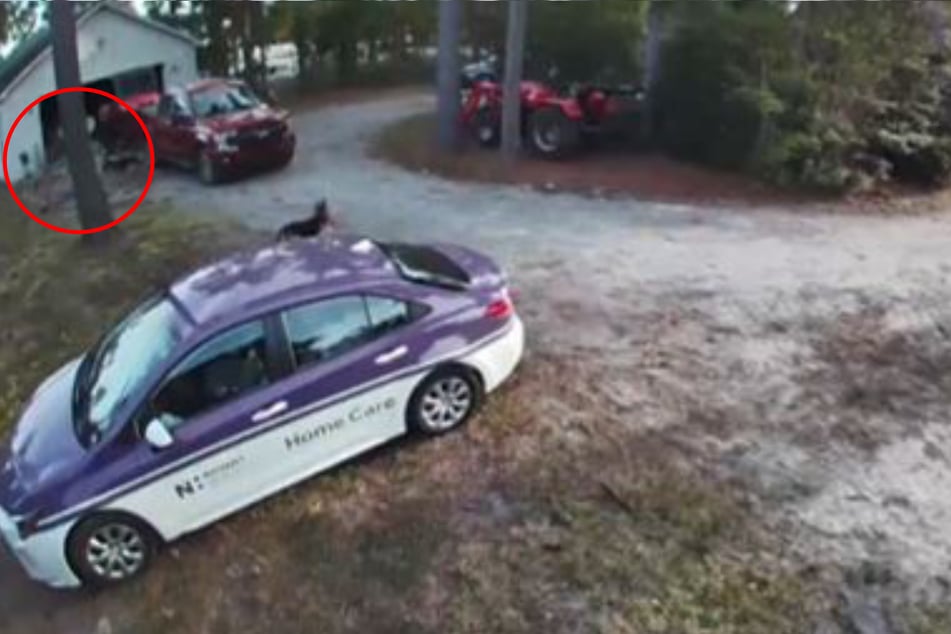 Although the video's surveillance footage is fuzzy, the dog owners can be seen running to meet their missing dog.
