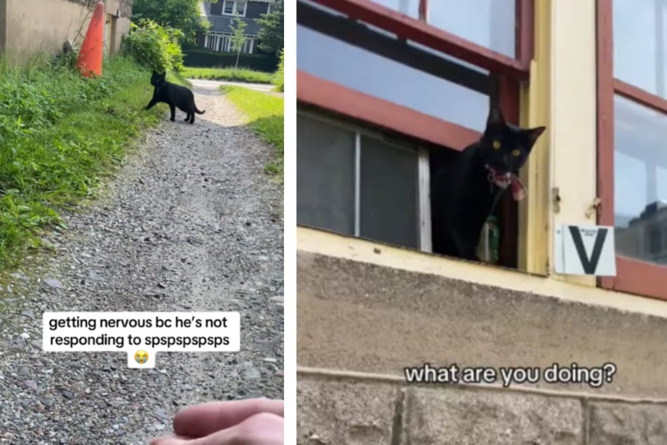 While one cat ran towards the main road, the other was already trying to escape from the open window.