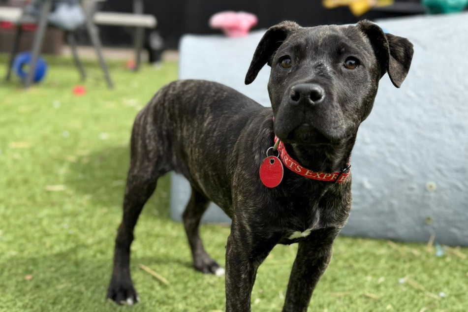 Faith the dog has recovered well.
