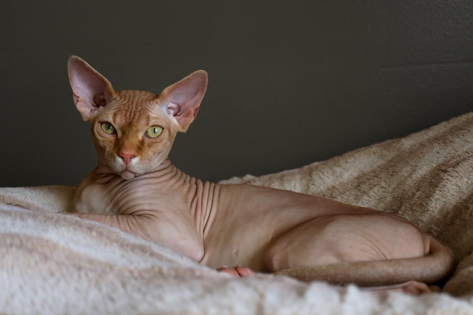 Sphinx cats need a lot of care and affection, but are okay to stay in an apartment.