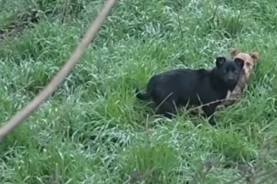 Dog rescuers step in to help stray puppies – but things soon take a tricky turn