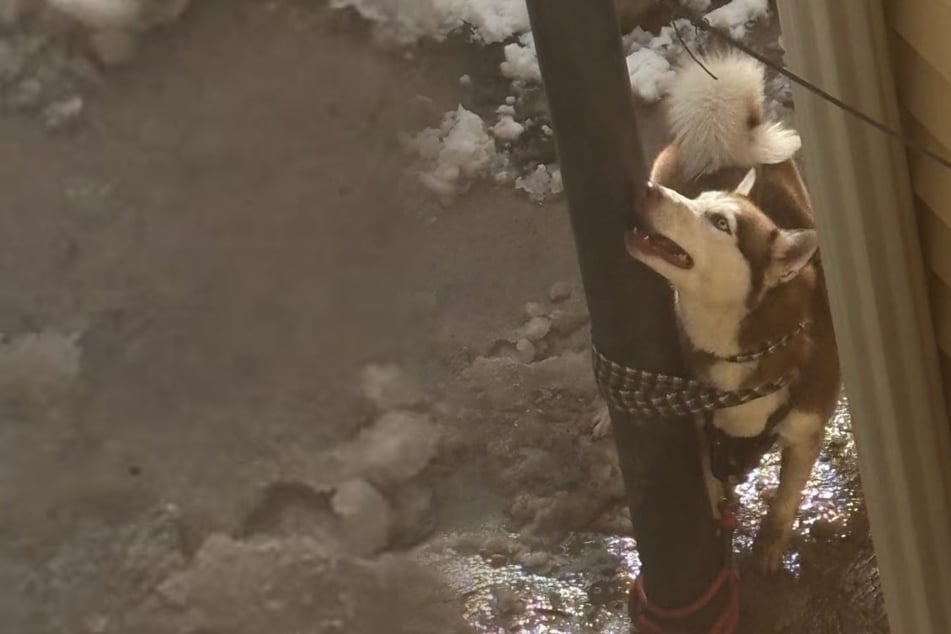 Husky rescued after being subjected to horrific abuse that shocked animal rights advocates