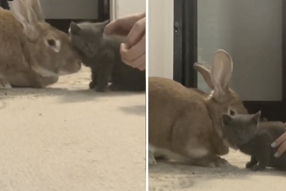 It seems that the bunny quickly realizes that the little cat urgently needs a mummy replacement.