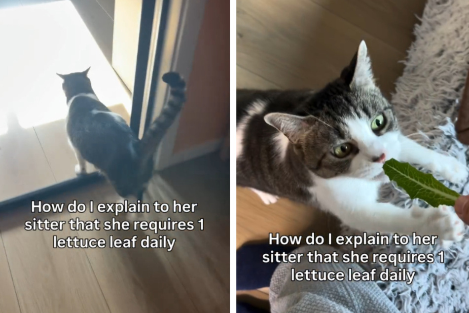 Cat craves bizarre "treat" in hysterical video: "She requires 1 lettuce leaf daily"