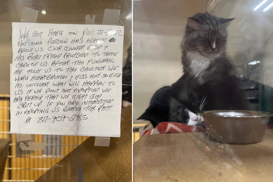 Pickle and Boots are two cats up for adoption in Fort Worth, Texas.