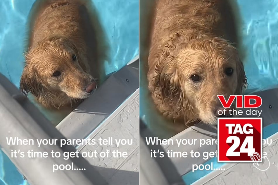 Viral Video of the Day for June 30, 2023: Pool party pup's hilarious hesitation