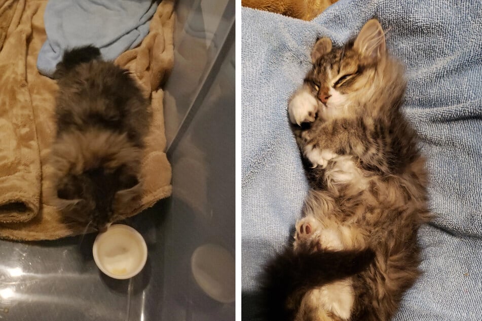 Woman turns to Reddit after finding kitten crying in the snow: "Is there any chance?"