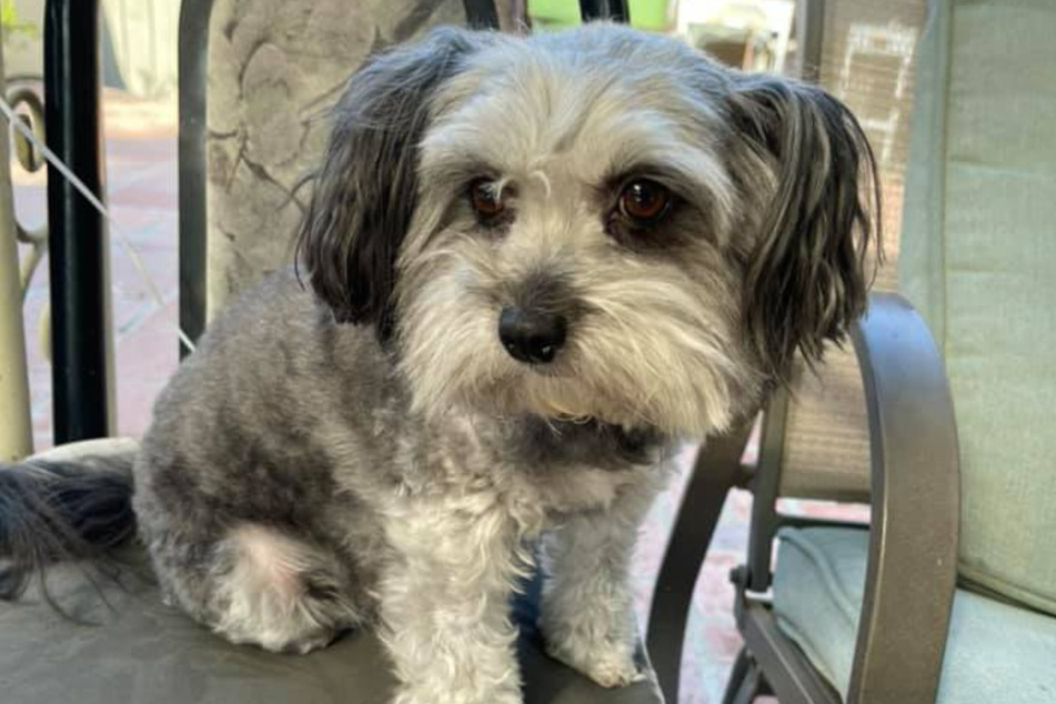 Lola went missing for five whole years!