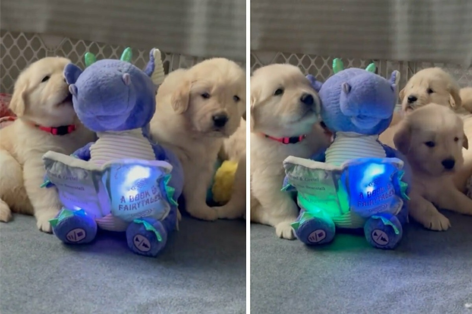 Puppies have bedtime story read to them by a fuzzy animal friend