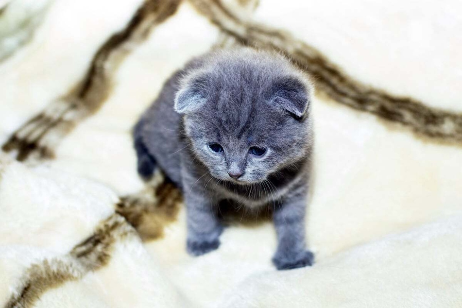 When your cat reaches its third week, it will start to develop its first teeth.