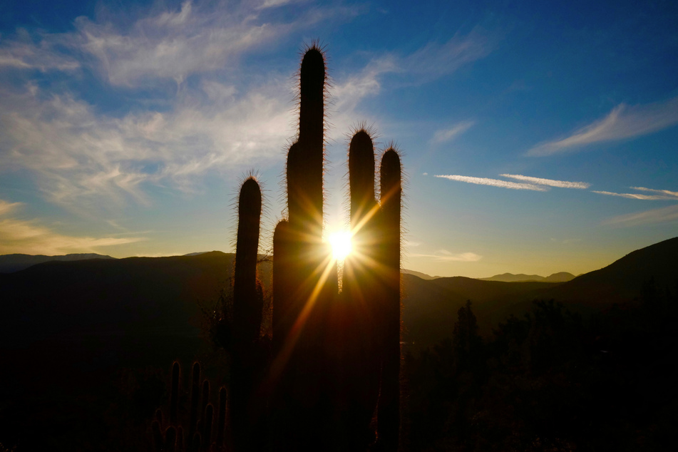 Unique US plant species goes extinct in unprecedented event linked to climate crisis