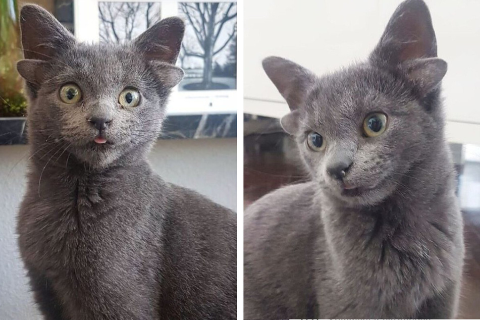 "All the better to hear you with": Instagram can't get enough of this four-eared cat!