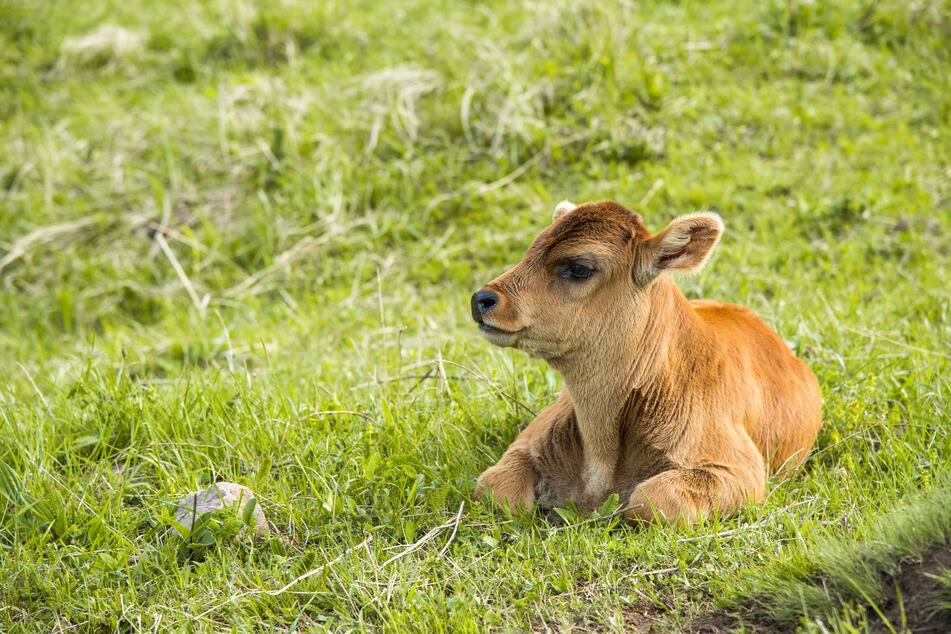 How now, brown cow? German firefighters save a calf from drowning