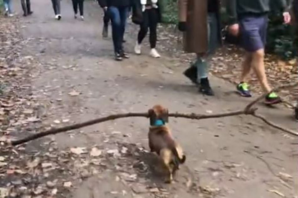 Bosco and his stick in action.