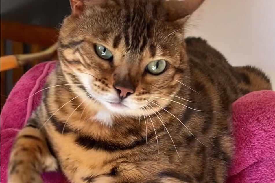 Kiwi's owner, Angie Karas, assured viewers the cat is doing just fine after her dramatic reaction to a short car ride.