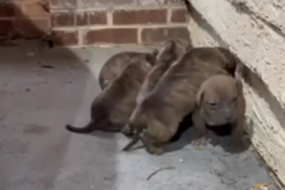 Petrified puppies huddle for warmth on cold street after cruel abandonment