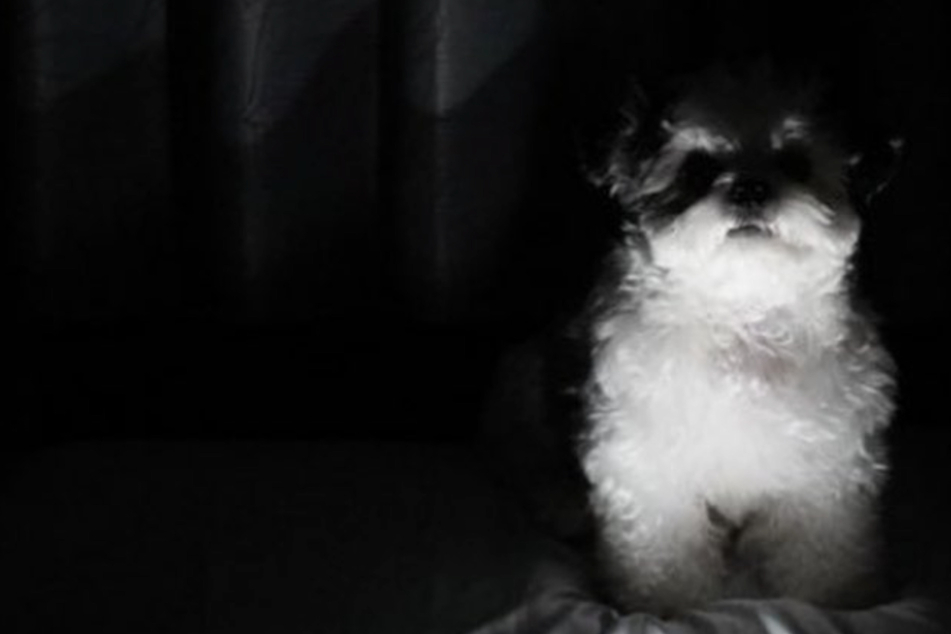 Adorable dog scares owner by showing off spooky side!