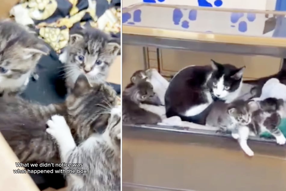 This mama cat was thrilled to be back with her babies. 