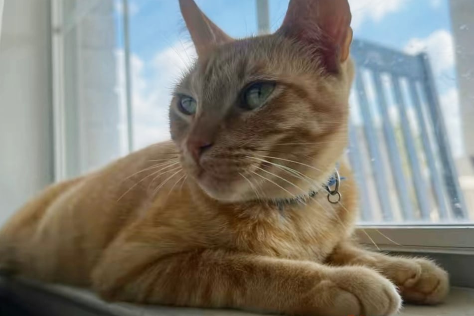 Rango the cat leads a secret double life.