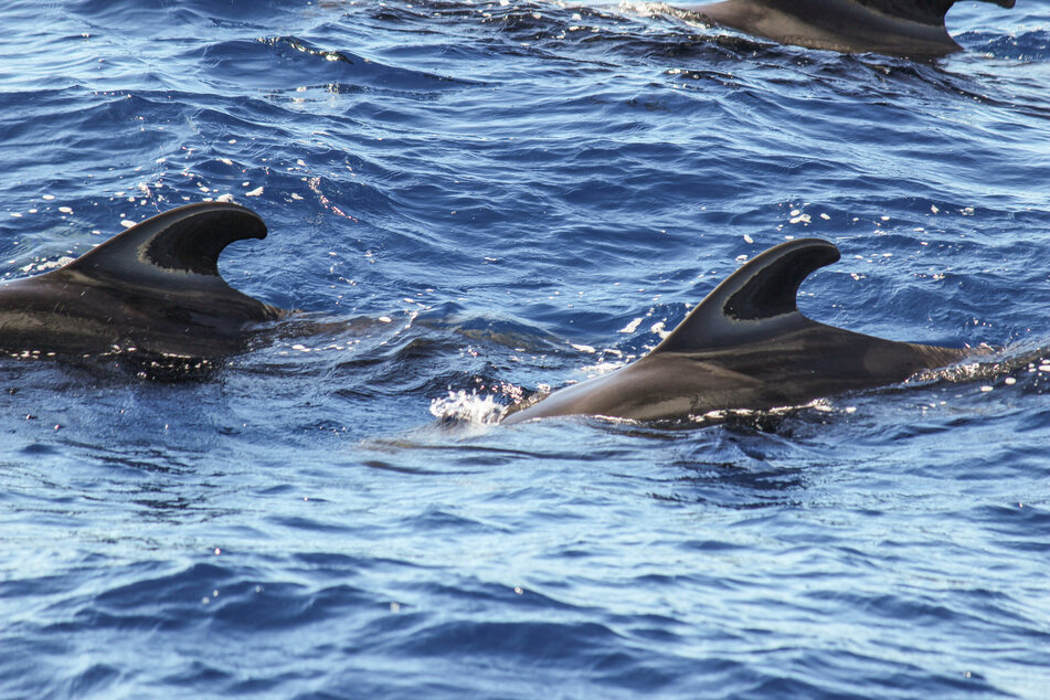 More than 50 pilot whales have perished in a mass stranding on a beach in Western Australia (stock image).