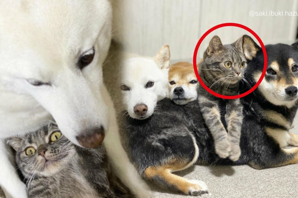 Getting along like cats and dogs: this Japanese kitty is part of the pack