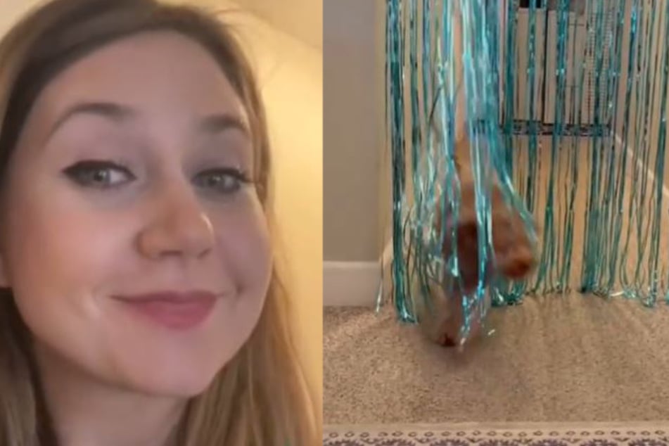 Maylyn Darrow laughed at her puppy's plight to the delight of TikTok. In the end, Winston dared to walk through the tinsel curtain.