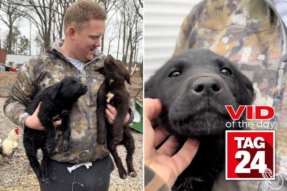 Today's Viral Video of the Day features a couple in shock after stumbling across two of the cutest creatures in their backyard.