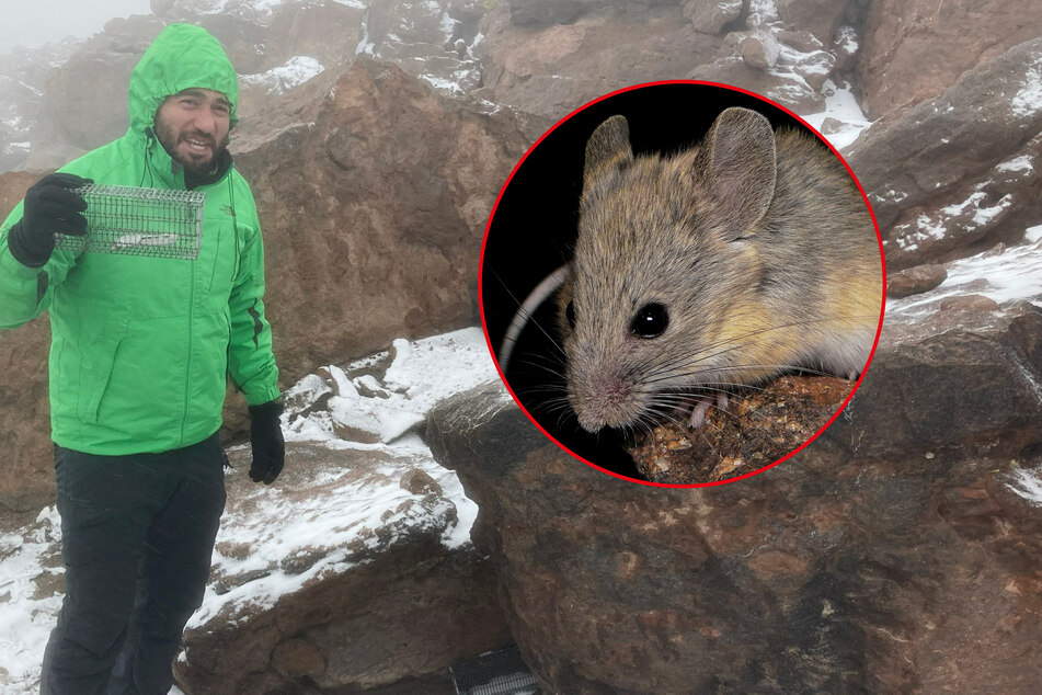 This tiny mouse is shaking up scientists' understanding of physiological limits!