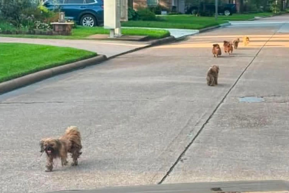The six little dogs walked down the street together.